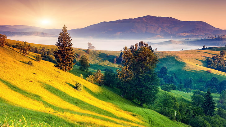 meadow, transcarpathia, europe, ukraine, carpathians, sunlight, HD wallpaper