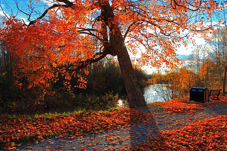 red leafed tree, autumn, park, river, shop, landscape, nature