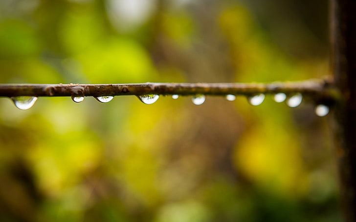 macro, nature, water drops, wet, raindrop, close-up, focus on foreground, HD wallpaper