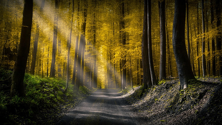forest, sunlight, 5k uhd, road, sunbeam, sun ray, yellow leaves, HD wallpaper