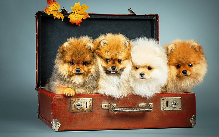 four brown and white puppies, dog, suitcase, leaves, animals