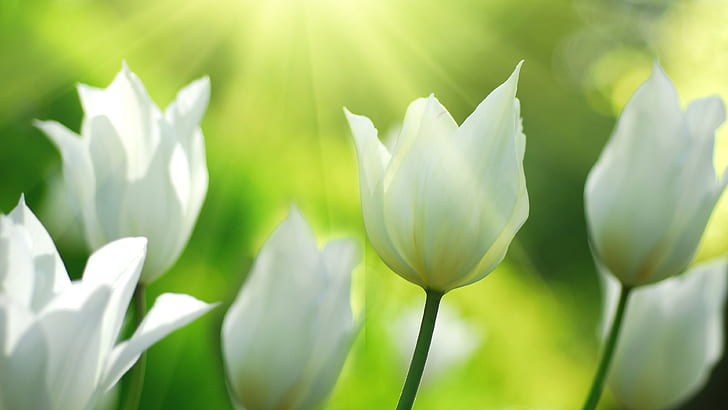 White tulips flowers in spring, HD wallpaper