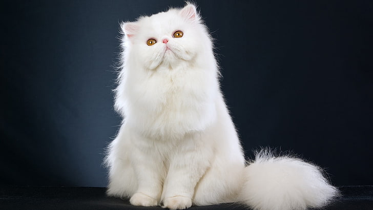 Persian cat 1080P, 2K, 4K, 5K HD wallpapers free download | Wallpaper Flare