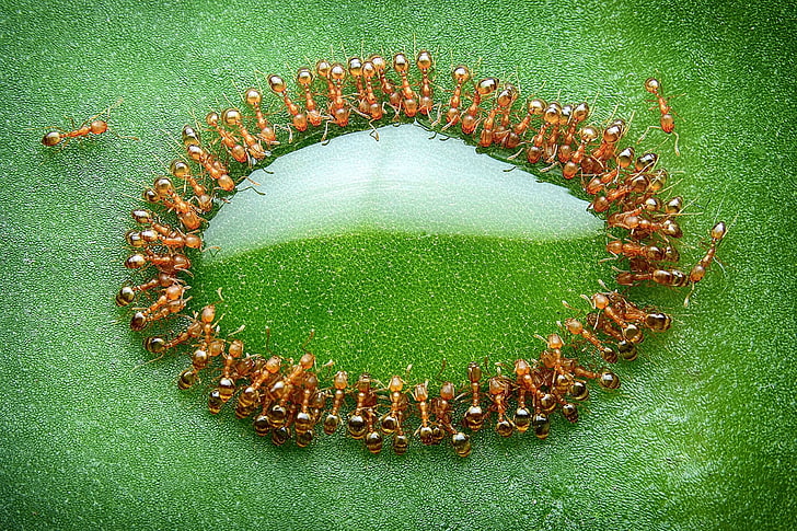 brown ants, nature, macro, closeup, leaves, honey, insect, Malaysia, HD wallpaper