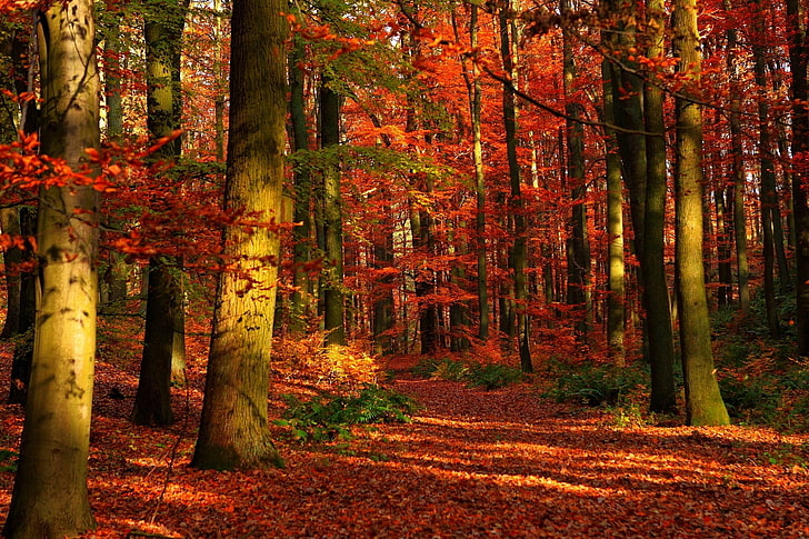 red maples trees, autumn, wood, leaves, gleams, forest, leaf, HD wallpaper