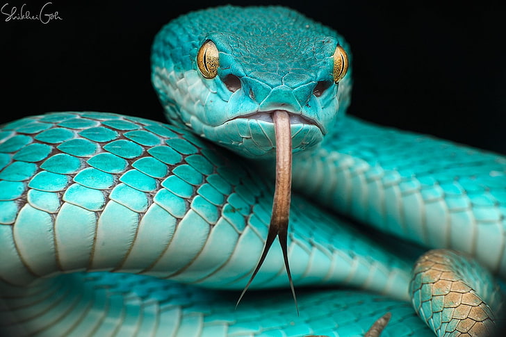 photography, animals, snake, close-up, reptile, animal themes