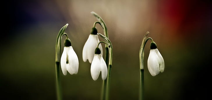 selective photgraphy of white Tulip flowers, quartet, Natur, nature, HD wallpaper