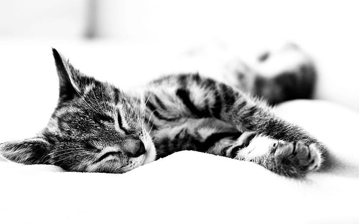 Nap Time, cats, kitten, beautiful, cute, black and white, kitty, HD wallpaper