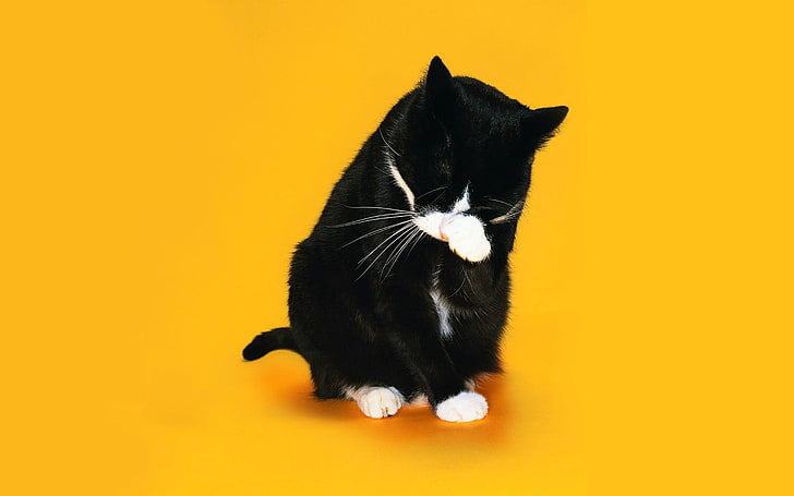 black and white tuxedo cat, paw, snout, licking, domestic Cat