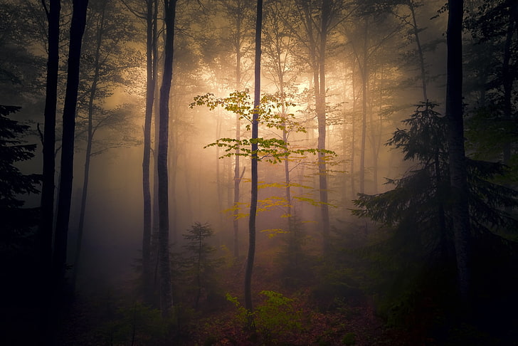 nature, dark, mist, forest, trees, plant, beauty in nature, HD wallpaper