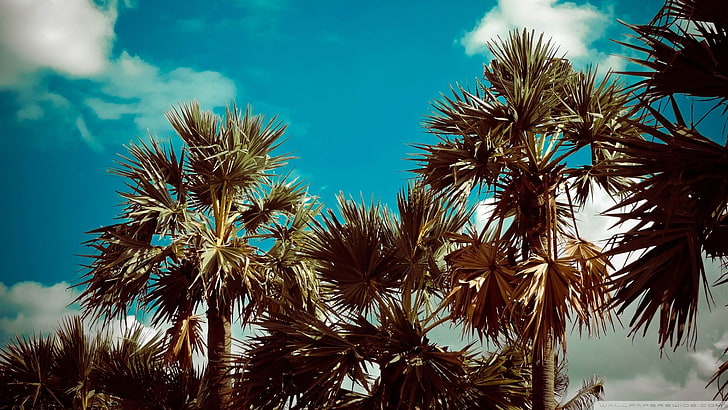 palm trees, tropical, summer, outdoors, clouds, plant, sky, HD wallpaper