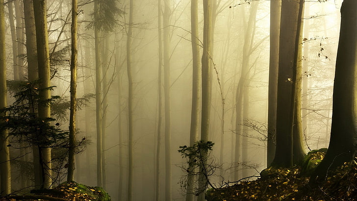 trees with fog wallpaper, woods with mist, nature, forest, leaves