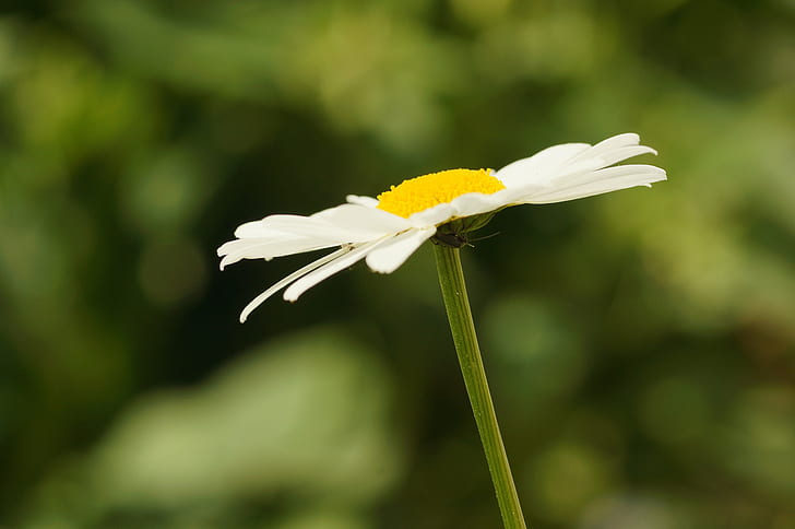 macro photo of daisy flower, leucanthemum vulgare, leucanthemum vulgare, HD wallpaper