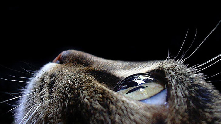 selective focus photograph of cat, closeup, eyes, animals, animal themes, HD wallpaper