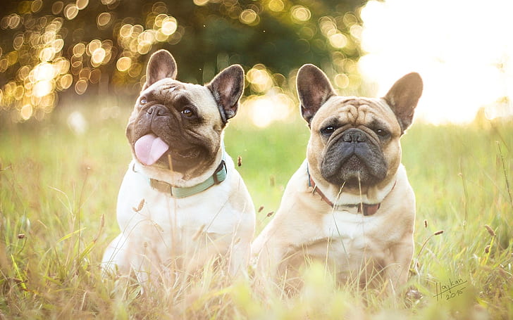 French bulldogs, two dogs, grass, two french bulldogs