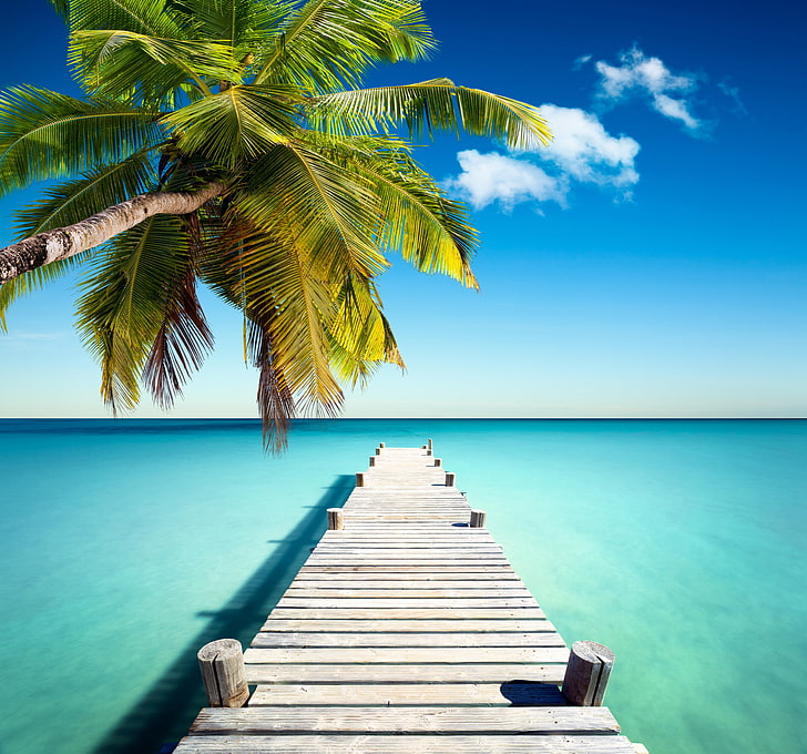 palm tree and brown wooden dock, sand, sea, beach, the sun, tropics, HD wallpaper