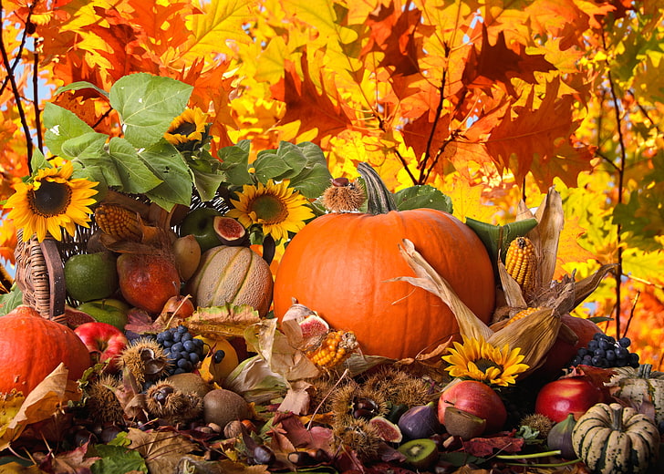 orange pumpkin, autumn, sunflowers, nature, apples, corn, kiwi