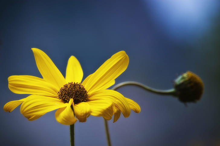 yellow petaled flower bloom during daytime, nature, φύση, HD wallpaper
