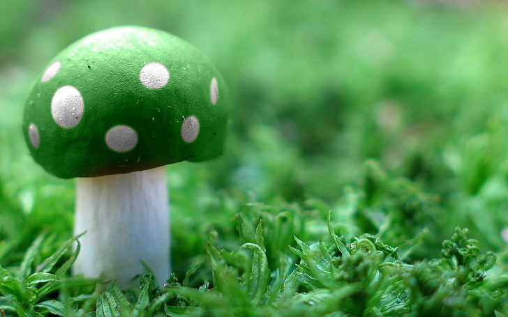 green mushroom on green grass field selective focus photography, HD wallpaper