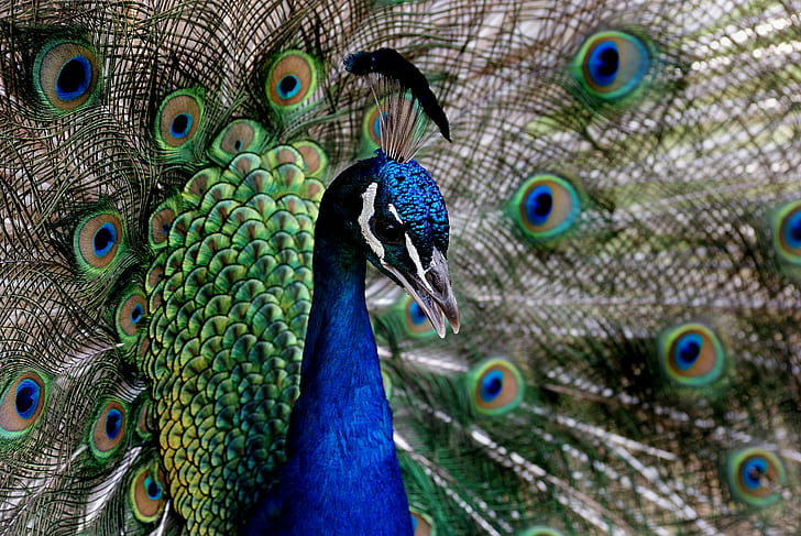 close-up photo of Peacock, pavo cristatus, peacock, pavo cristatus