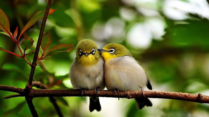 birds, couple, love, sweet, branch, romantic, vertebrate, animal themes, HD wallpaper