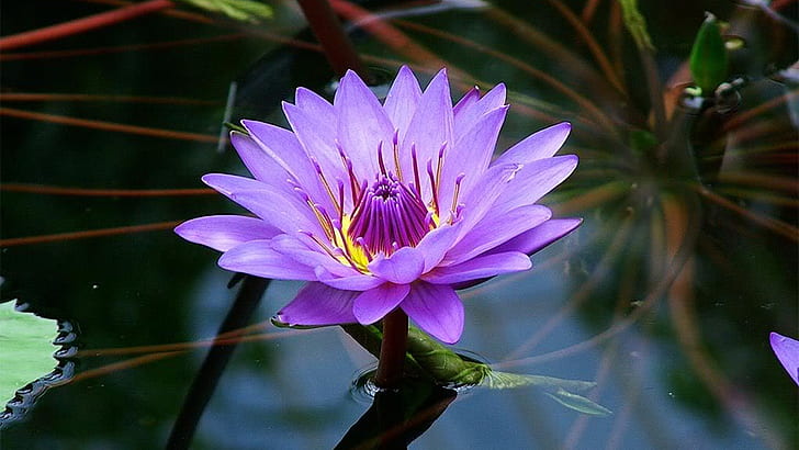 Lotus Flower Purple Color Beautiful Wallpaper Hd For Pc Tablet And Mobile 1920×1080
