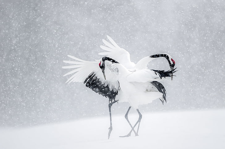 winter, snow, birds, dance, Japan, cranes, HD wallpaper