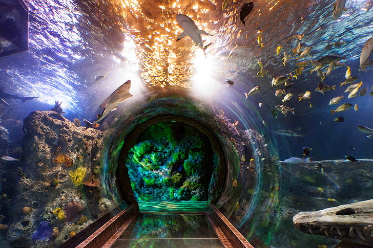 aquarium high resolution desktop backgrounds, water, nature, HD wallpaper