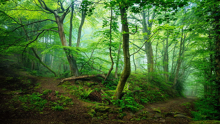 Enchanted forest 1080P, 2K, 4K, 5K HD wallpapers free download | Wallpaper  Flare