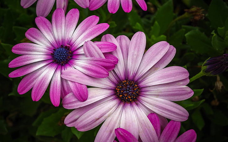 Pink Daisy Beautiful Pink Flowers Photo Download Free Wallpapers For Your Mobile Phone 3840×2400