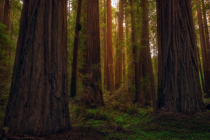 forest, trees, CA, USA, state, Sequoia, Redwood, plant, land, HD wallpaper