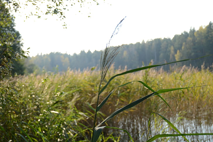 lake, reeds, HD wallpaper