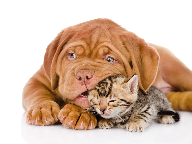 Dog with cat, bulldog, kitten, HD wallpaper