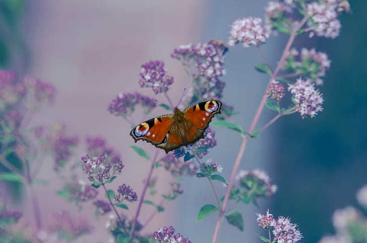 insect, lepidoptera, Aglais io, animals, flowers