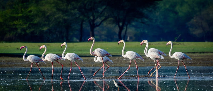 photography, animals, birds, flamingos, animals in the wild, HD wallpaper