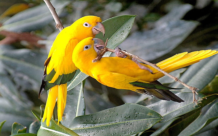 Yellow Parrot Wallpaper Hd For Mobile Phone Laptop And Pc, animal themes, HD wallpaper