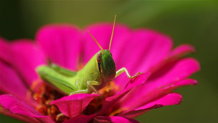 selective focus photography of green Grasshopper, juvenile, Locust