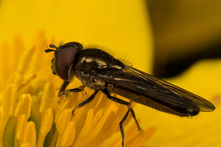 brown fly on yellow flower, hoverfly, hoverfly, Macro, Closeup