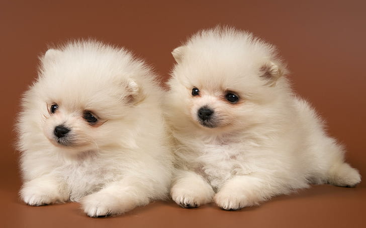 Sweet Fluffy, white dog, pets, puppy, loyal, breed, pretty, couple, HD wallpaper