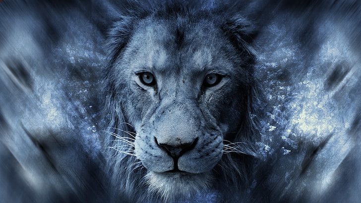 male lion digital wallpaper, animals, Africa, blue, big cats
