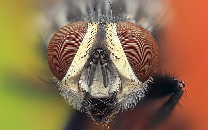 macro photography of flies face, animals, nature, insect, one animal, HD wallpaper