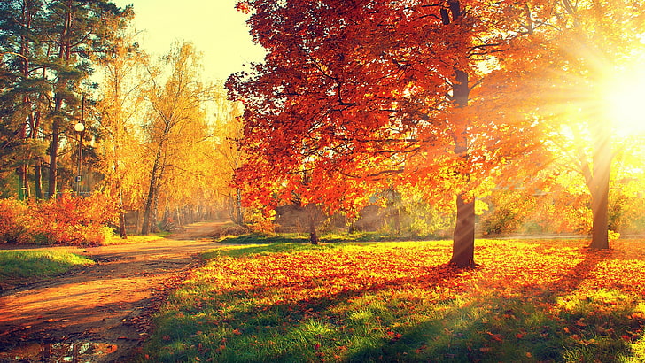 nature, autumn, autumn leaves, grove, sunlight, deciduous, tree, HD wallpaper