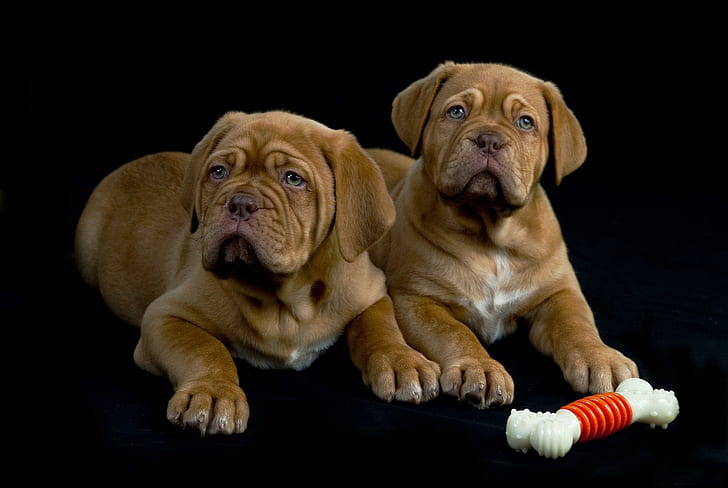 *** Two Amazing Dogs ***, tan french mastiff puppies, zwierzeta