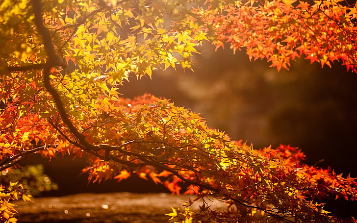 orange leafed tree, red and yellow leaf tree, fall, nature, leaves, HD wallpaper