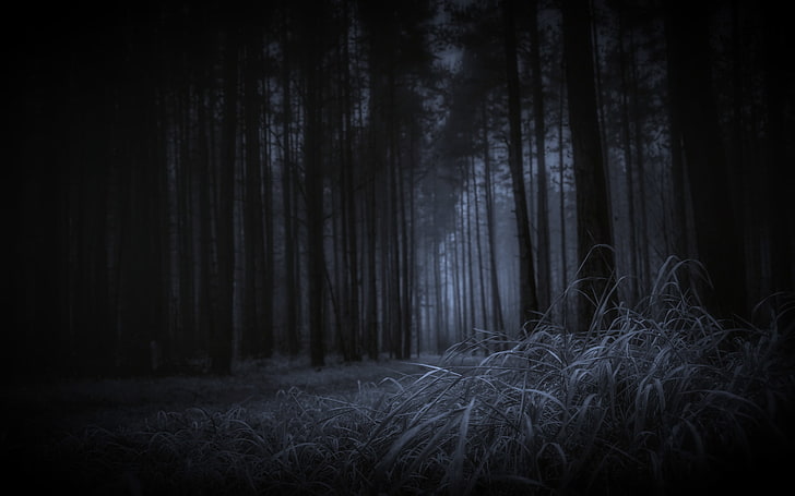 forest, dark theme, grass, trees, Nature, woodland, spooky, HD wallpaper