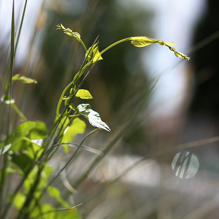 depth of field green leaf plant, tangle, strangle, flare, twisted, HD wallpaper