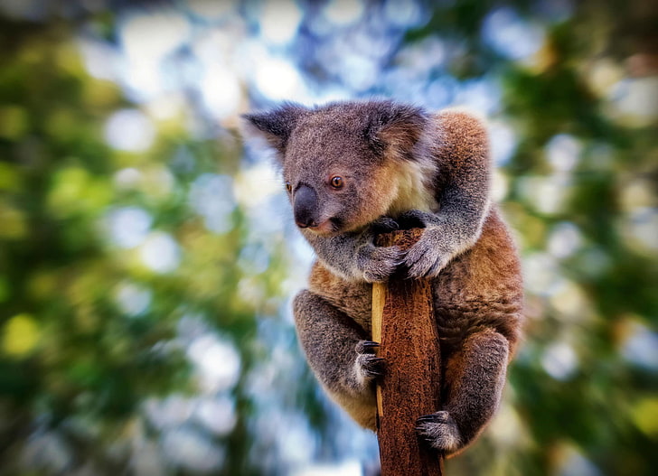koala, blur, beast, tree, sit, background, marsupial, animal, HD wallpaper
