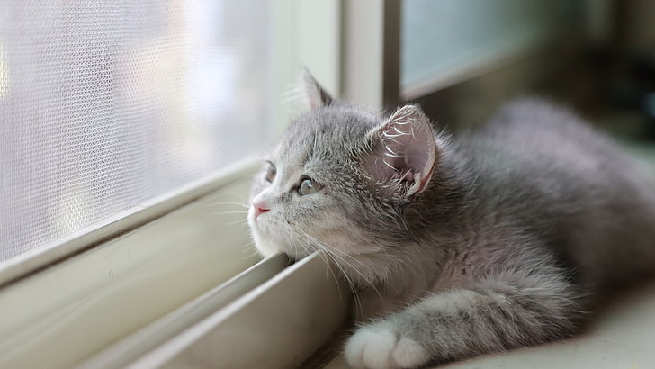 gray and white cat, kittens, mammal, animal themes, pets, domestic, HD wallpaper