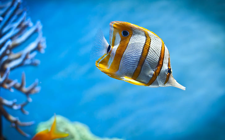 fish, underwater, animals, HD wallpaper