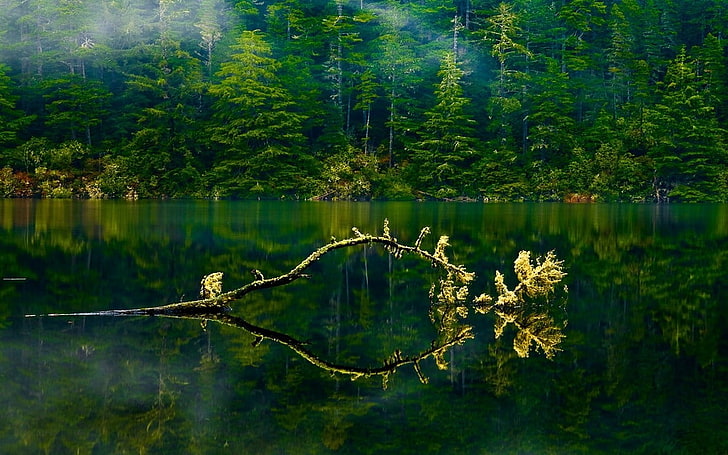 green leafed trees, nature, landscape, Oregon, lake, mist, forest, HD wallpaper